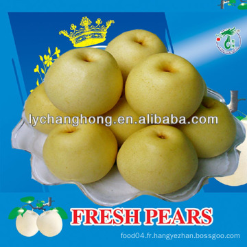 Poires de couronne / Poires Huangguan / Asia Golden Pear fruit de Chine